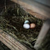 Eier