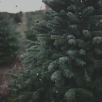 Christbäume